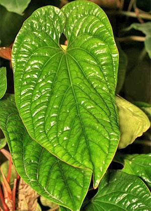 Anthurium jättää iän iän myötä
