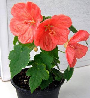 Nuori kukkiva abutilone
