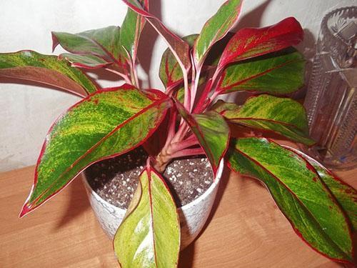 money tree indoor plant Money Tree