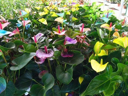 Yksi Anthurium Andre -lajikkeista