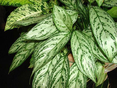 Yksi tyyppi aglaonema talossa