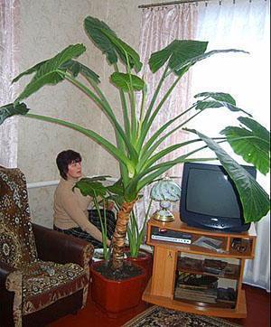 Yksi tyyppi alokasia kotona