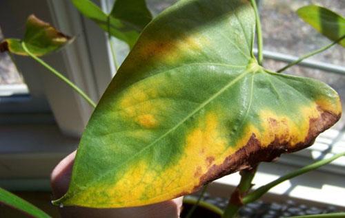 Anthurium - feuilles sèches, brunes, taches jaunes, que faire, vidéo