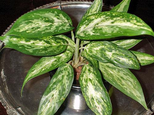 Kirjava aglaonema