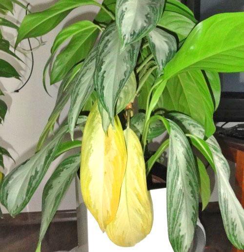 crocodile dieffenbachia Dieffenbachia 'Crocodile'  Vgtal Design Qc