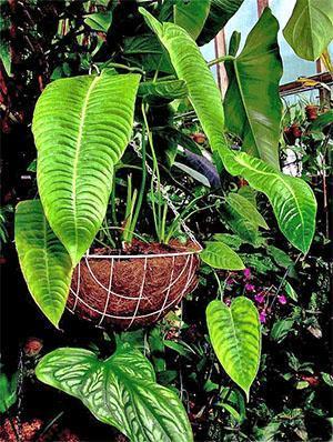 Anthurium - frunzele pete uscate, maronii, galbene, ce s faci, video