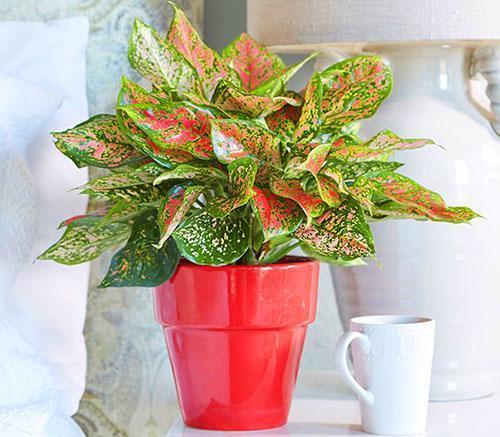 Aglaonema miellyttää ulkonäköään