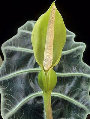 Alocasia kukkii kotona
