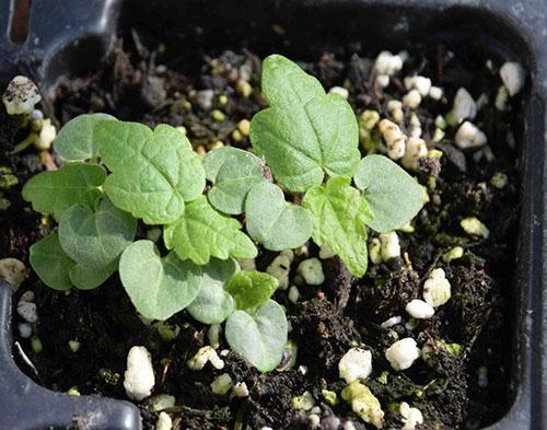 Nuori abutilone kasvaa