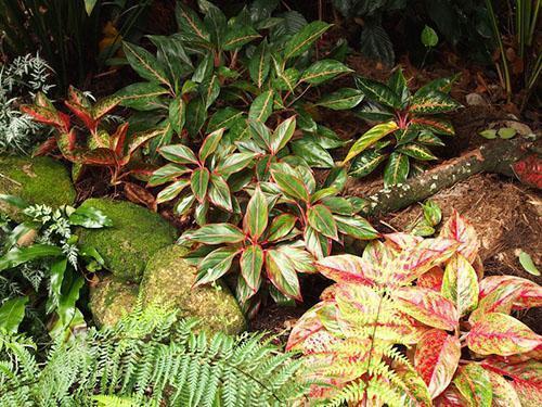Erilaiset aglaonema