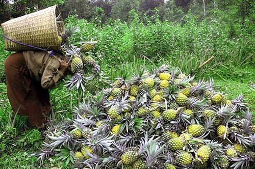 Korjuu ananas