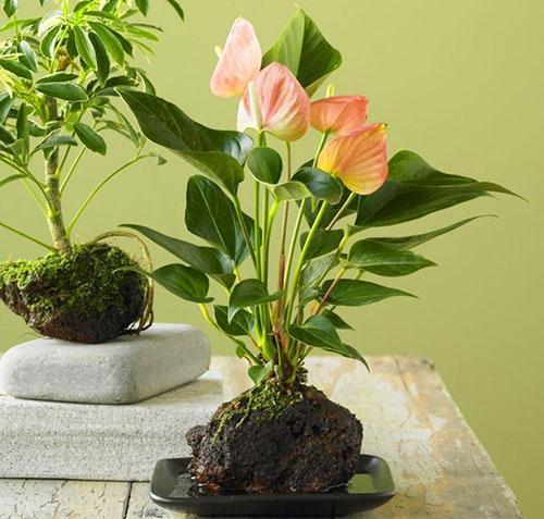 Trooppinen kasvisto - anthurium