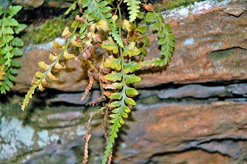 Asplenium-lehdet muuttuvat keltaisiksi ja kuolevat.
