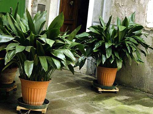 Upeat Aspidistra-pensaat