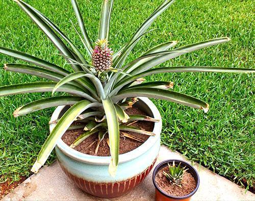 Kasvava ananas ruukuissa