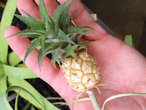 Pieni ananas on kasvanut