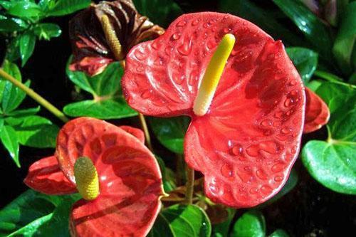 Anthurium Andre: n upeat kukinnot