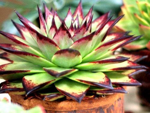 Echeveria-agave