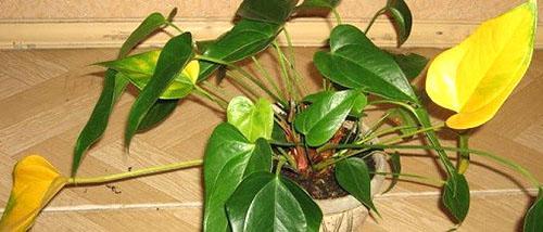 Anthurium - diseases of leaves and roots at home, photo, video