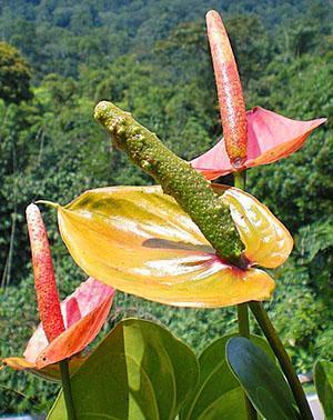 Anthurium-kukinnot pölytettiin ja marjat asetettiin