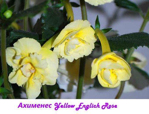 Ahimenes keltainen englantilainen ruusu