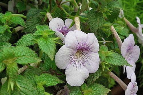 Koristekasvien achimenes