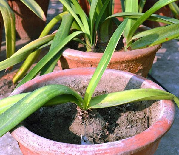 Amaryllis ruukuissa