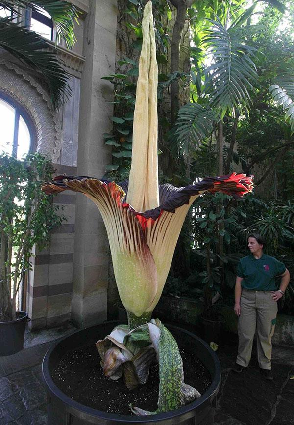 Amorphophallus titaaninen