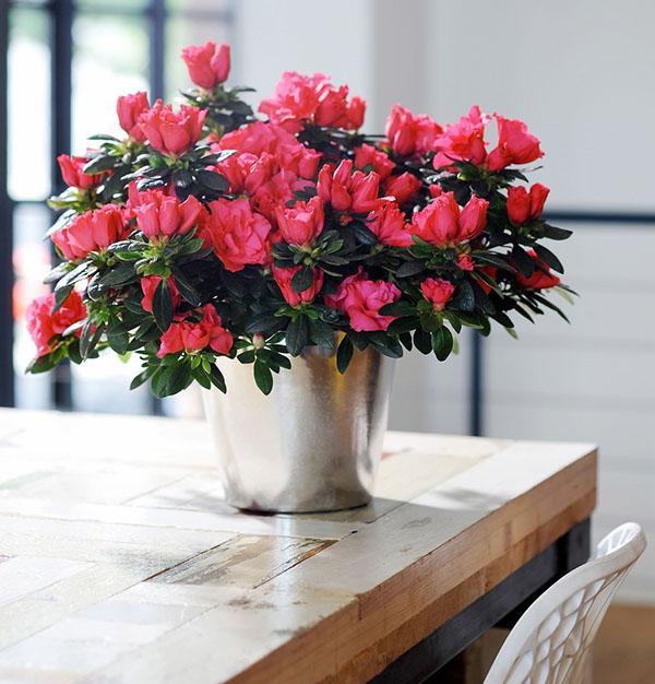 Azalea sisätiloissa