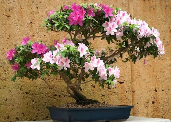 Azalea ei pidä liian kuivasta ilmasta