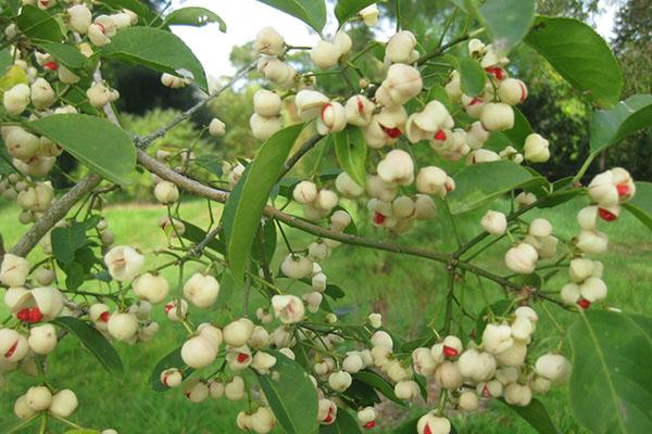 Hamiltonin euonymus Pop Corn
