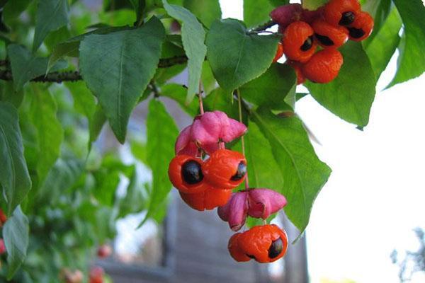 Syyliä euonymus
