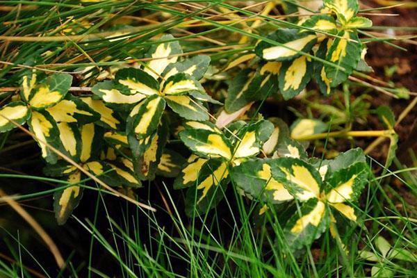 Siivekäs euonymus