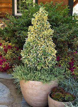 Euonymus astiassa