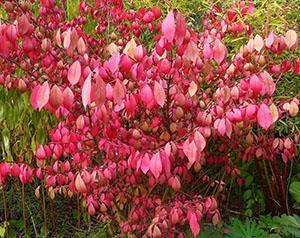 Euonymus syksyllä