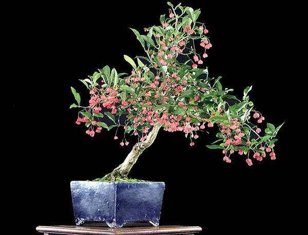 Euonymus tarvitsee kohtuullista kastelua