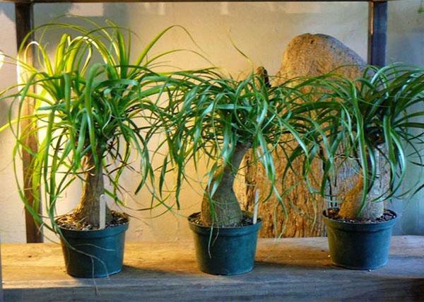 Bocarnea huonekasvina