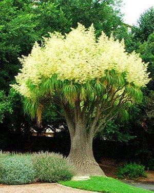 Bocarnea luonnossa