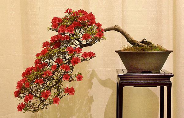 Bonsai perustuu japanilaiseen atsaleaan