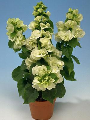 Bougainvillea Vera Odota