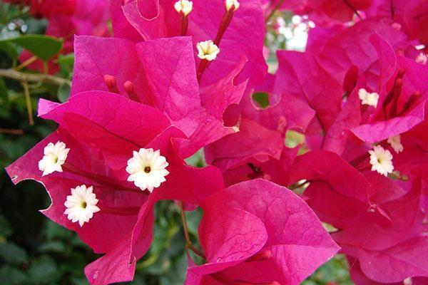 Bougainvillea kaunis