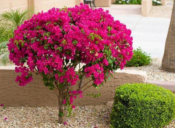 Bougainvillea maisemasuunnittelussa