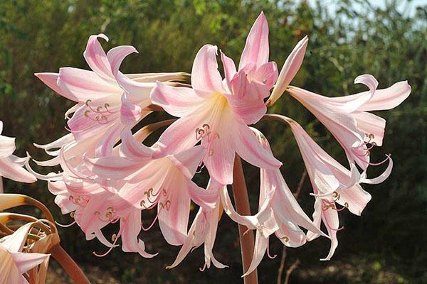 Kukkiva amaryllis belladonna