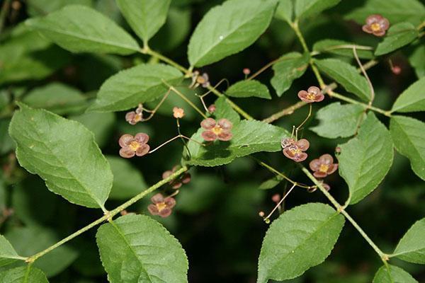 Kukkiva syyläinen euonymus