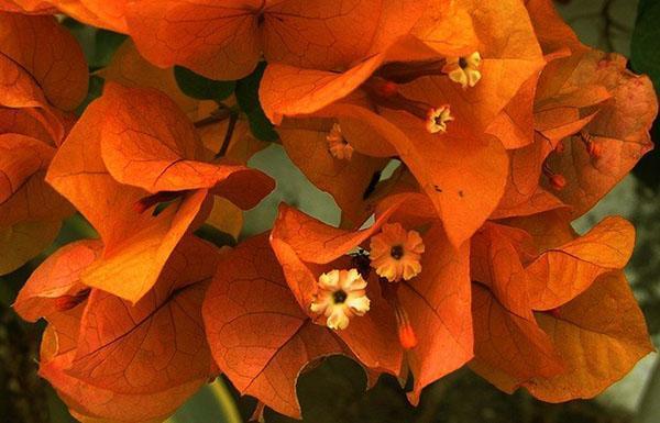 Bougainvillea kukkii