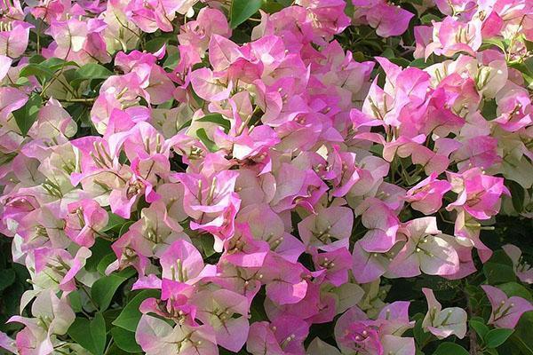 Bougainvillea kukkii