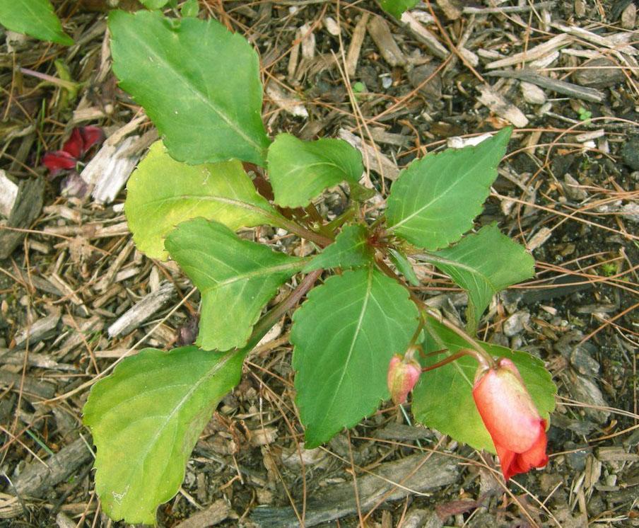 Balsam-kukka kuivassa maassa