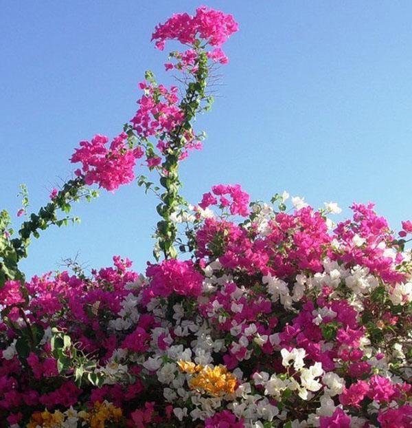 Kukinta Bougainvillea