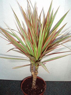 dracaena cinthos Dracaena 'Cintho' – Broad Lime-Striped Cane Dracaena