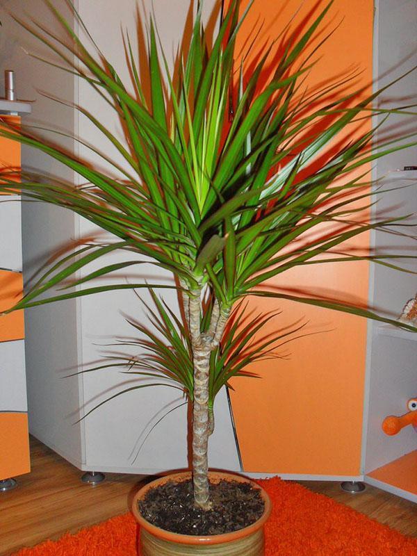 Dracaena - ngrijire la domiciliu, cum s ngrijeti corect o floare de  dracaena ntr-un ghiveci, fotografie, videoclip